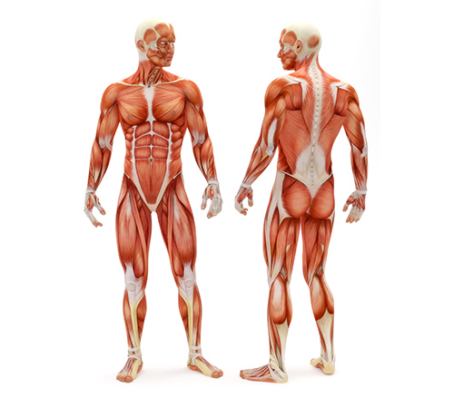 VTCT Level 3 Award in Anatomical and Physiological Knowledge of Body Systems